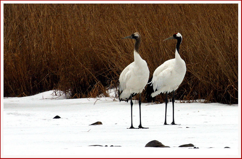 사랑이란, 같은 방향만 바라보기 | 두루미 Grus japonensis (Red-crowned Crane); DISPLAY FULL IMAGE.