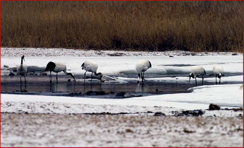 물고기 잡는 아이들 | 두루미 Grus japonensis (Red-crowned Crane); DISPLAY FULL IMAGE.