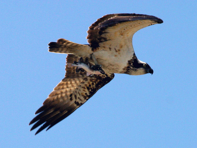 물고기 사냥하는 물수리 | 물수리 Pandion haliaetus (Osprey); DISPLAY FULL IMAGE.