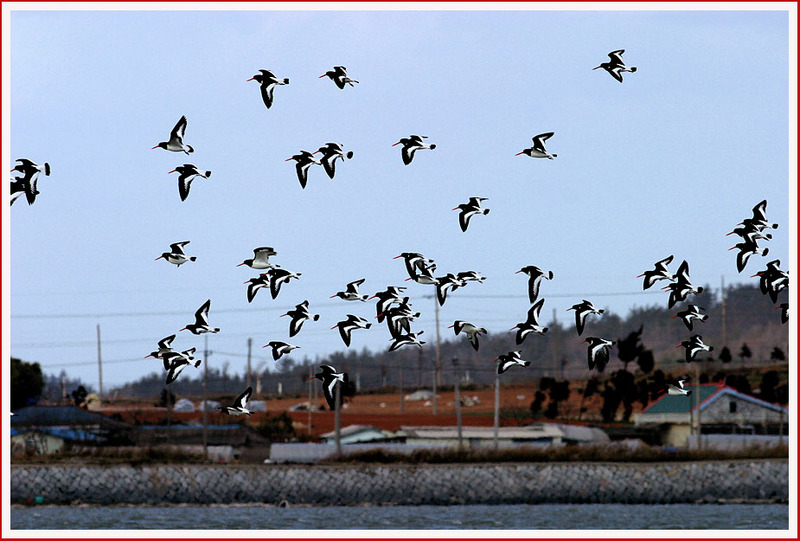 검은머리 물떼새들의 비행 | 검은머리물떼새 Haematopus ostralegus (Eurasian Oystercatcher); DISPLAY FULL IMAGE.