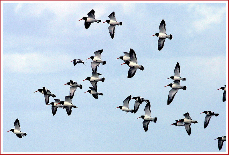 검은머리 물떼새들의 비행 | 검은머리물떼새 Haematopus ostralegus (Eurasian Oystercatcher); DISPLAY FULL IMAGE.