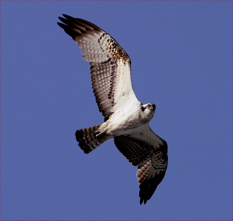 물수리의 위용 | 물수리 Pandion haliaetus (Osprey); DISPLAY FULL IMAGE.