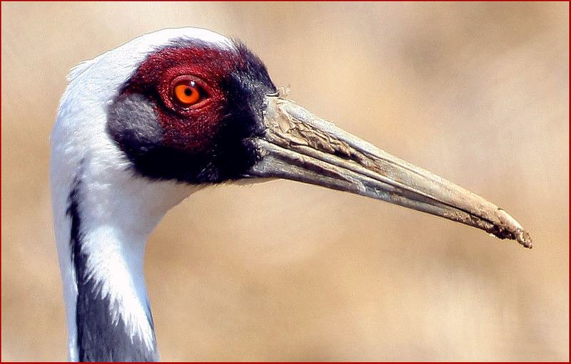 안녕하시지요...?  | 재두루미 Grus vipio (White-naped Crane); DISPLAY FULL IMAGE.