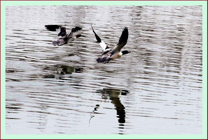 수면을 차고 나는 비오리 한 쌍 | 비오리 Mergus merganser (Common Merganser); DISPLAY FULL IMAGE.