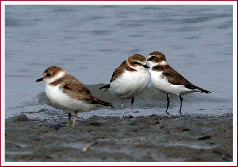 이건 비밀인데 말야, / 꼬마물떼새 | 꼬마물떼새 Charadrius dubius curonicus (Little Ringed Plover); DISPLAY FULL IMAGE.