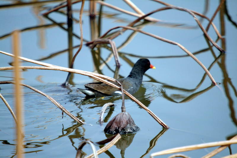 쇠물닭 Gallinula chloropus (Common Moorhen); DISPLAY FULL IMAGE.