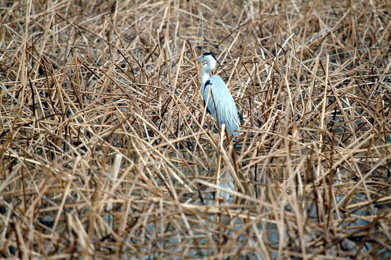 왜가리 Ardea cinerea (Gray Heron); DISPLAY FULL IMAGE.