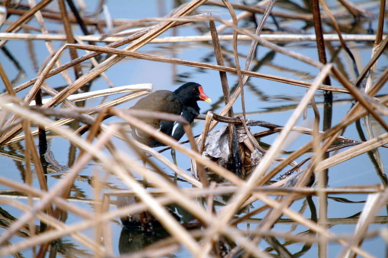 쇠물닭 Gallinula chloropus (Common Moorhen); DISPLAY FULL IMAGE.