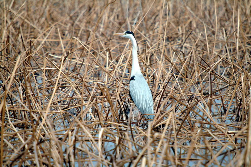 왜가리 Ardea cinerea (Gray Heron); DISPLAY FULL IMAGE.