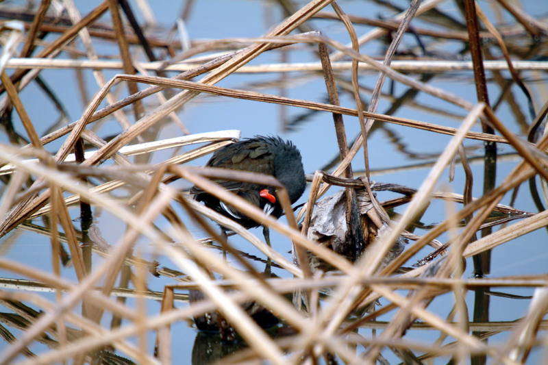 쇠물닭 Gallinula chloropus (Common Moorhen); DISPLAY FULL IMAGE.