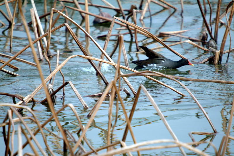 쇠물닭 Gallinula chloropus (Common Moorhen); DISPLAY FULL IMAGE.