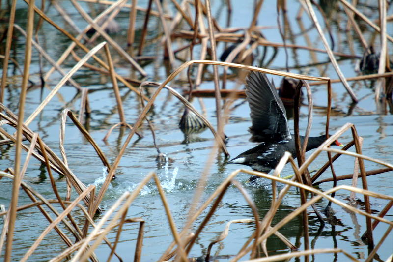쇠물닭 Gallinula chloropus (Common Moorhen); DISPLAY FULL IMAGE.