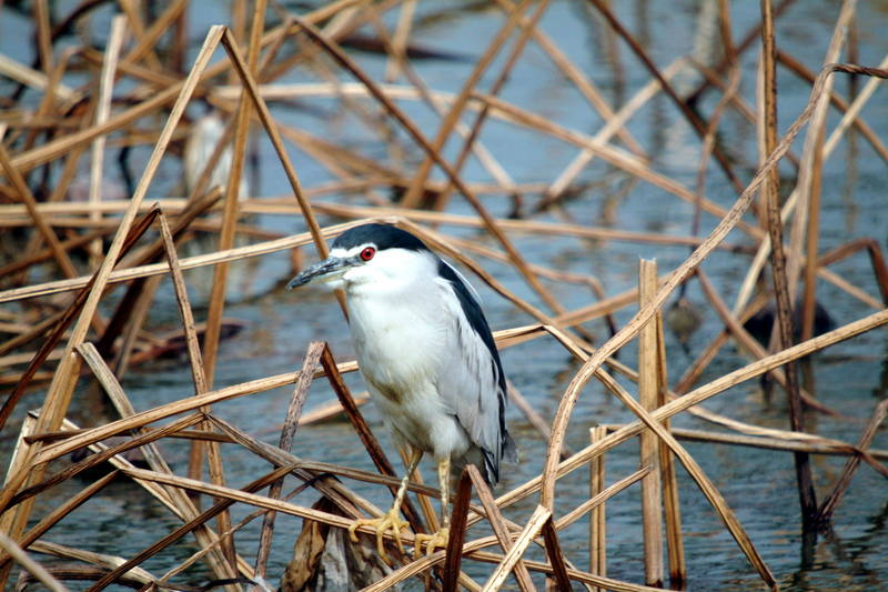 해오라기 Nycticorax nycticorax (Black-crowned Night Heron); DISPLAY FULL IMAGE.