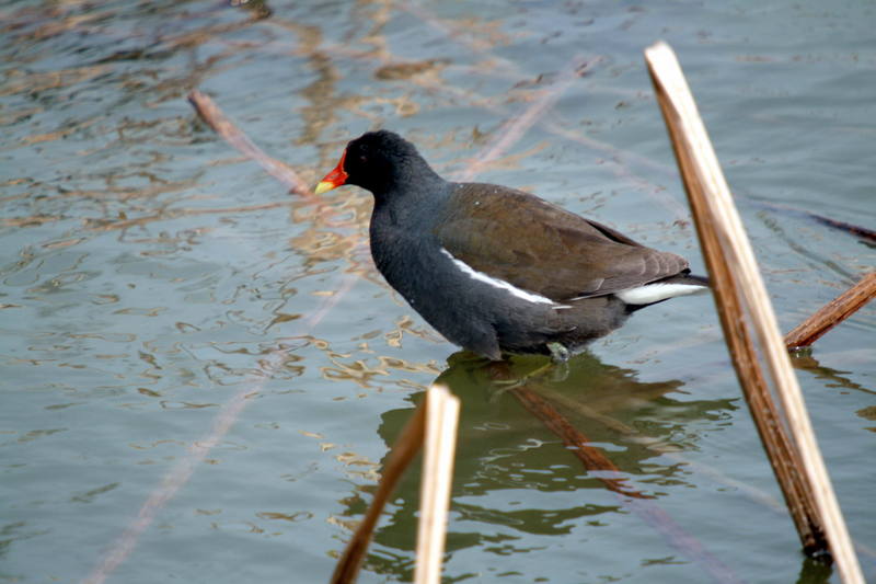 쇠물닭 Gallinula chloropus (Common Moorhen); DISPLAY FULL IMAGE.