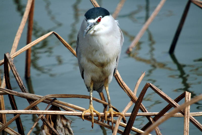 해오라기 Nycticorax nycticorax (Black-crowned Night Heron); DISPLAY FULL IMAGE.