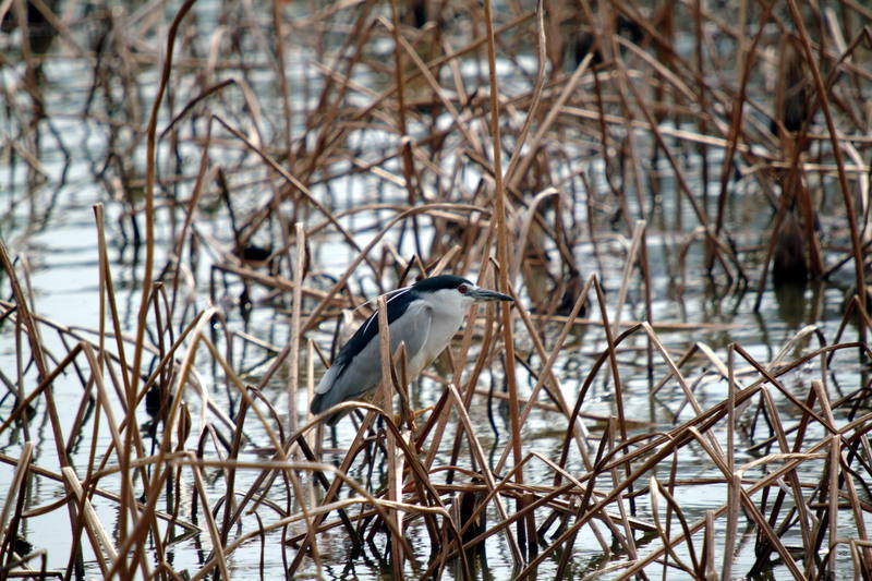 해오라기 Nycticorax nycticorax (Black-crowned Night Heron); DISPLAY FULL IMAGE.
