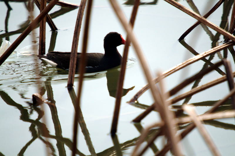 쇠물닭 Gallinula chloropus (Common Moorhen); DISPLAY FULL IMAGE.