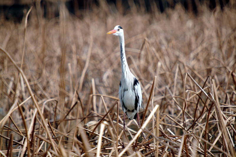 왜가리 Ardea cinerea (Gray Heron); DISPLAY FULL IMAGE.