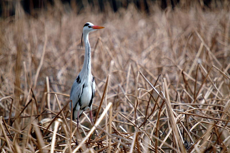 왜가리 Ardea cinerea (Gray Heron); DISPLAY FULL IMAGE.