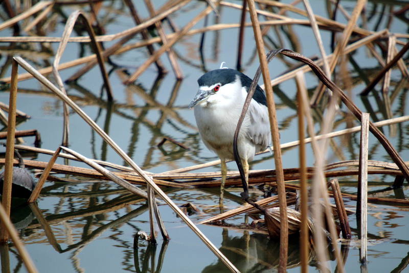해오라기 Nycticorax nycticorax (Black-crowned Night Heron); DISPLAY FULL IMAGE.