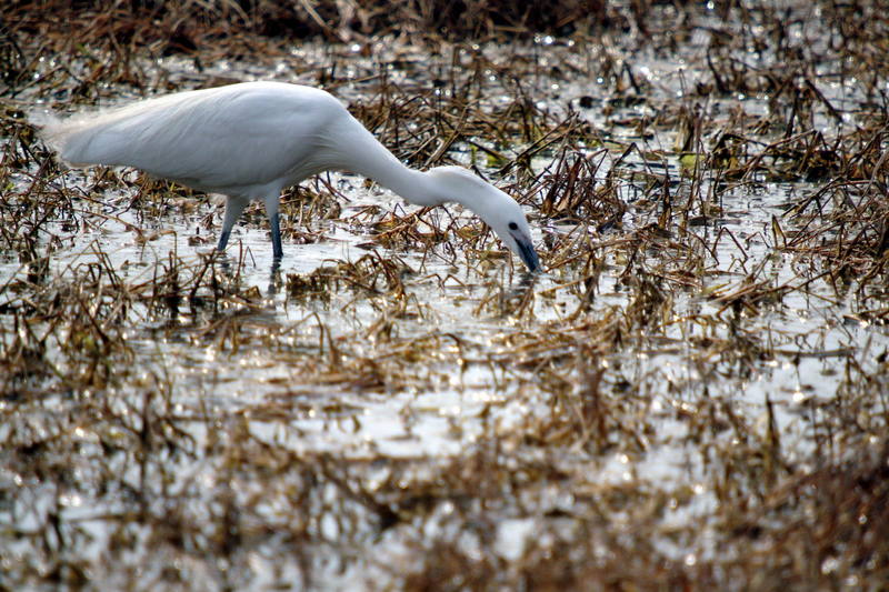 쇠백로 Egretta garzetta garzetta (Little Egret); DISPLAY FULL IMAGE.