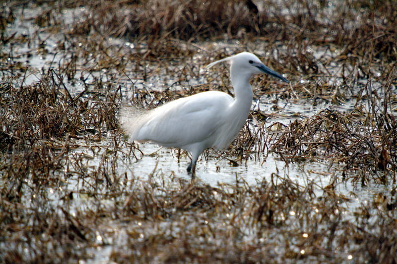 쇠백로 Egretta garzetta garzetta (Little Egret); DISPLAY FULL IMAGE.