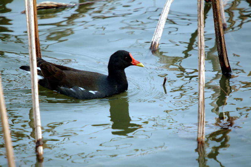 쇠물닭 Gallinula chloropus (Common Moorhen); DISPLAY FULL IMAGE.