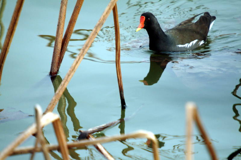 쇠물닭 Gallinula chloropus (Common Moorhen); DISPLAY FULL IMAGE.
