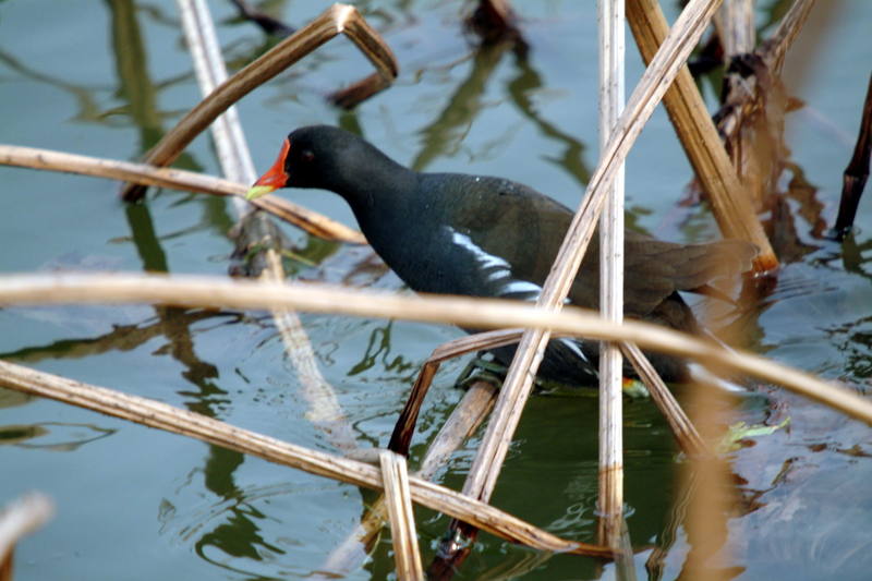 쇠물닭 Gallinula chloropus (Common Moorhen); DISPLAY FULL IMAGE.