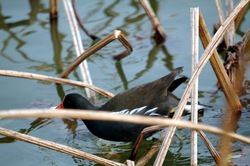 쇠물닭 Gallinula chloropus (Common Moorhen); DISPLAY FULL IMAGE.