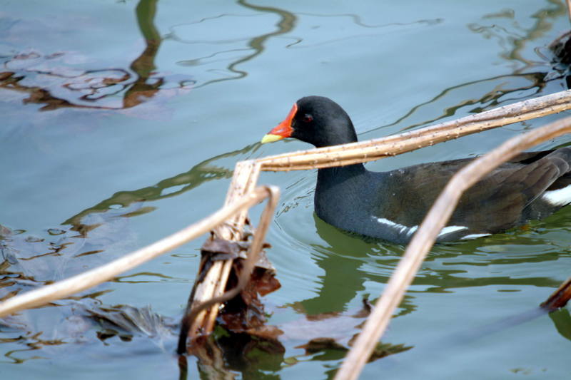 쇠물닭 Gallinula chloropus (Common Moorhen); DISPLAY FULL IMAGE.