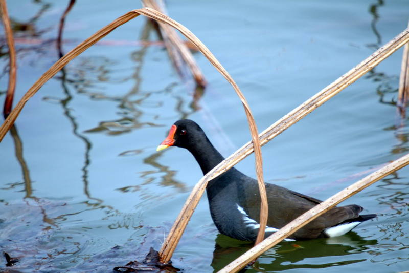 쇠물닭 Gallinula chloropus (Common Moorhen); DISPLAY FULL IMAGE.