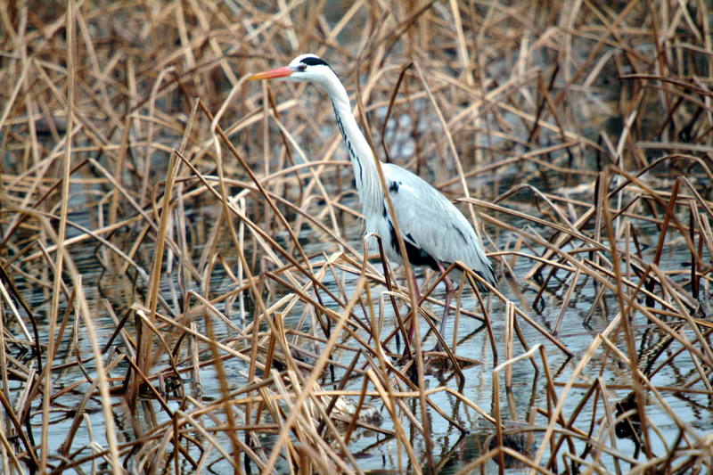 왜가리 Ardea cinerea (Gray Heron); DISPLAY FULL IMAGE.