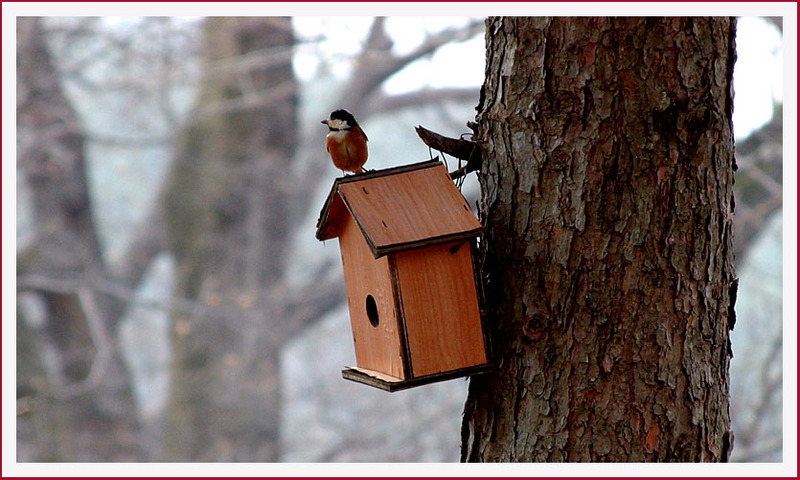 제 보금자리죠, | 곤줄박이 Parus varius (Varied Tit); DISPLAY FULL IMAGE.