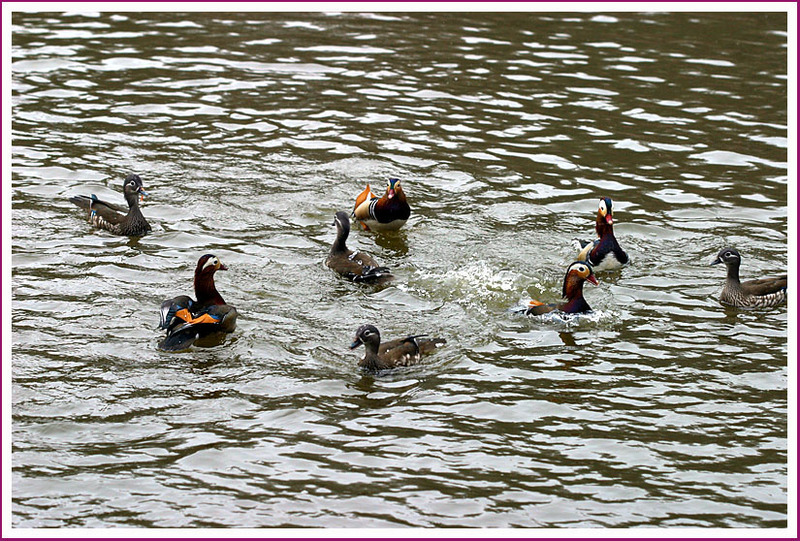 즐거운 놀이터 / 원앙 | 원앙(鴛鴦) Aix galericulata (Mandarin Duck); DISPLAY FULL IMAGE.