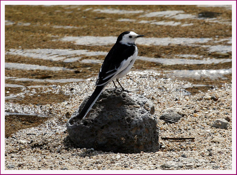 구멍이 송송 뚫린 '철원석' 위에서 쉬고 있는 할미새 | 알락할미새 Motacilla alba leucopsis (White-faced Wagtail); DISPLAY FULL IMAGE.