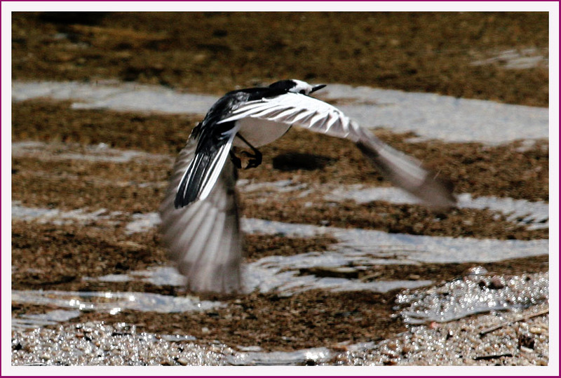 할미새의 비행 | 알락할미새 Motacilla alba leucopsis (White-faced Wagtail); DISPLAY FULL IMAGE.