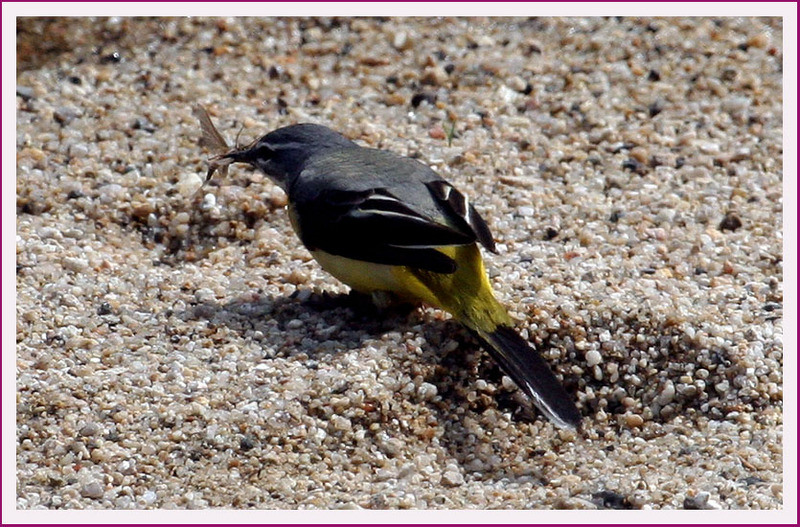 노랑 할미새 | 노랑할미새 Motacilla cinerea (Gray Wagtail); DISPLAY FULL IMAGE.