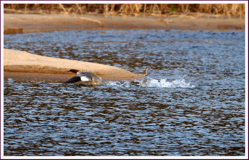 달려라 비오리! | 비오리 Mergus merganser (Common Merganser); DISPLAY FULL IMAGE.