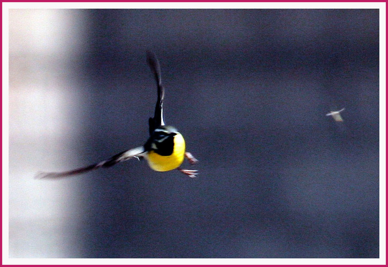 먹이 사냥하는 노랑할미새 | 노랑할미새 Motacilla cinerea (Gray Wagtail); DISPLAY FULL IMAGE.