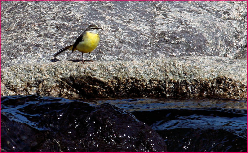끈질기게 기다림 | 노랑할미새 Motacilla cinerea (Gray Wagtail); DISPLAY FULL IMAGE.