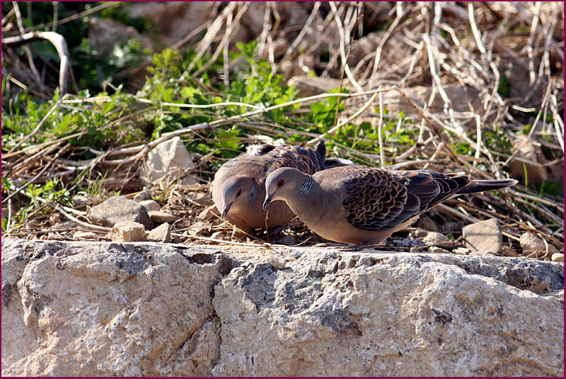 다정한 비둘기들 | 멧비둘기 Streptopelia orientalis (Oriental Turtle Dove); DISPLAY FULL IMAGE.