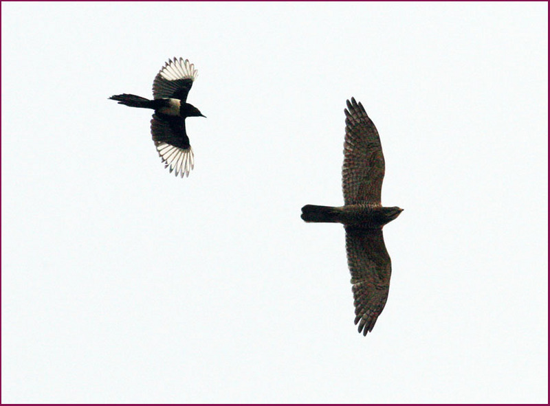 황조롱이를 쫓아내는 까치 | 황조롱이 Falco tinnunculus (Common Kestrel); DISPLAY FULL IMAGE.