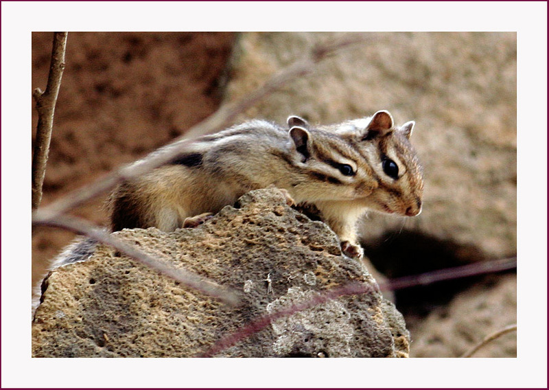 자기야, 나 사랑하지...? | 다람쥐 Tamias sibiricus asiaticus (Siberian Chipmunk); DISPLAY FULL IMAGE.