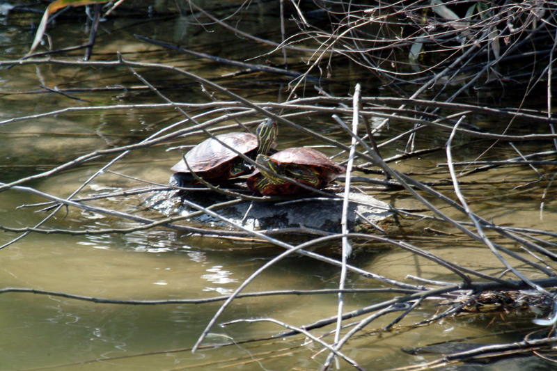 청거북 Trachemys scripta elegans (Red-eared Pond Slider); DISPLAY FULL IMAGE.