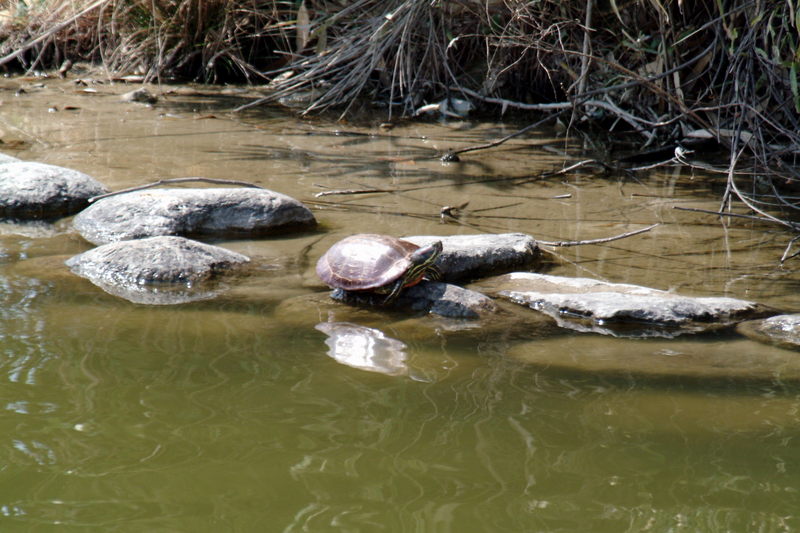 청거북 Chrysemys scripta elegans (Red-eared Pond Slider); DISPLAY FULL IMAGE.