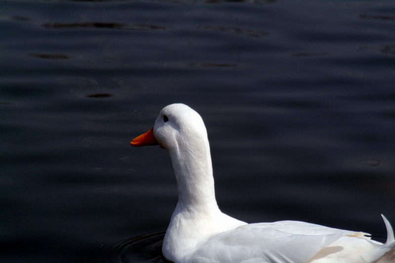 집오리(흰오리) Anas platyrhynchos domesticus (Domestic Duck); DISPLAY FULL IMAGE.