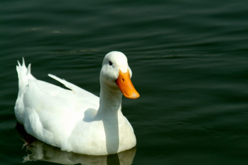 집오리(흰오리) Anas platyrhynchos domesticus (Domestic Duck); DISPLAY FULL IMAGE.