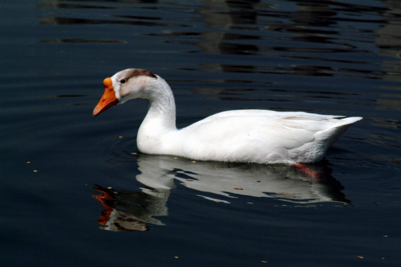 중국거위 Anser cygnoides (Swan Goose); DISPLAY FULL IMAGE.