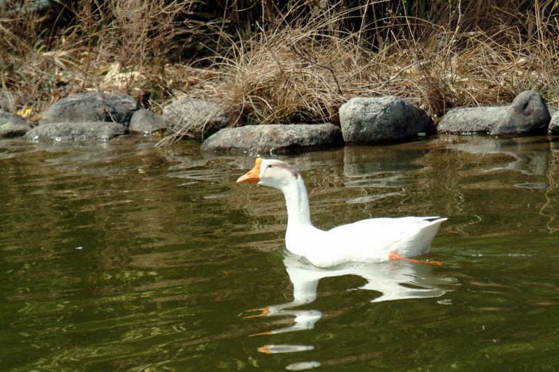 중국거위 Anser cygnoides (Swan Goose); DISPLAY FULL IMAGE.